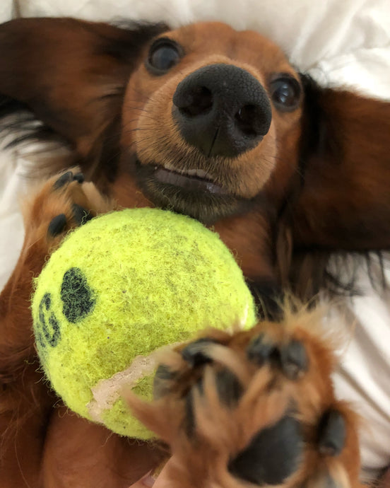 A Dachshund and his Ball