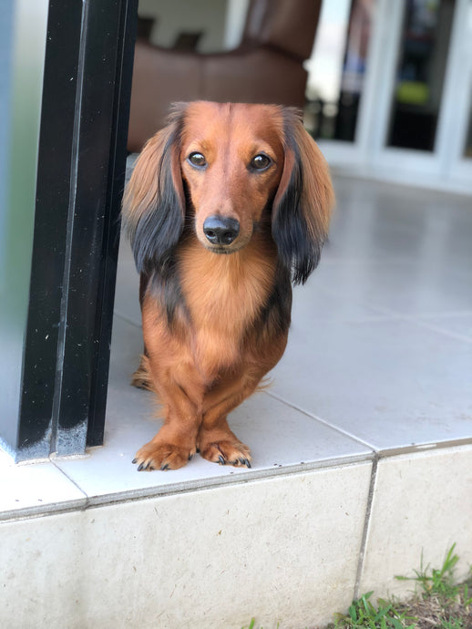 How to train your Dachshund to walk off-lead