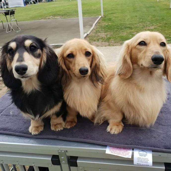 What colours can Dachshunds be?