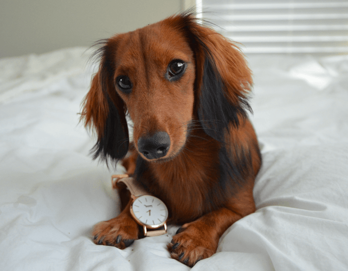 Doxie Watches